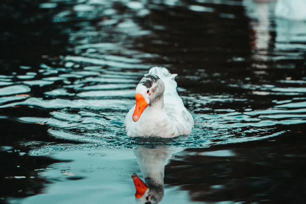 Verhuisbedrijf Bergen op zoom