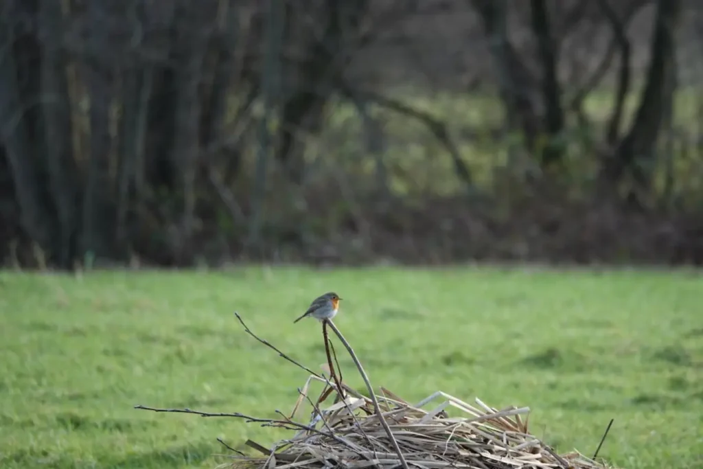 Verhuisbedrijf Waddinxveen